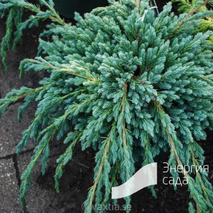 Можжевельник чешуйчатый «Блю Свид» (Juniperus squamata «Blue Swede») - купить в СПб с доставкой